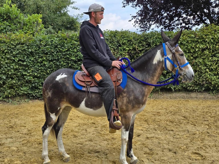 Mulo Giumenta 11 Anni 145 cm Pezzato in Linkenbach