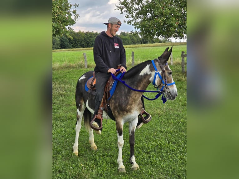 Mulo Giumenta 11 Anni 145 cm Pezzato in Linkenbach
