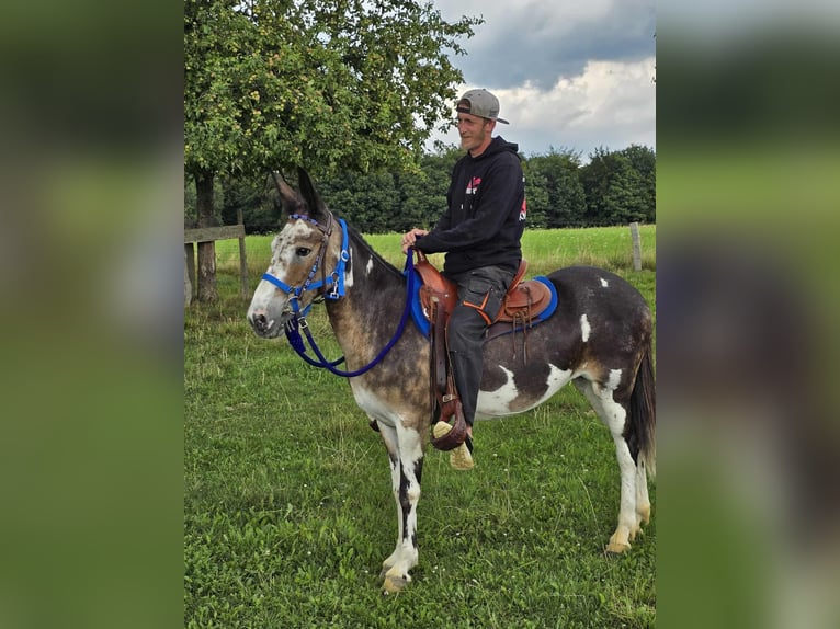 Mulo Giumenta 11 Anni 145 cm Pezzato in Linkenbach