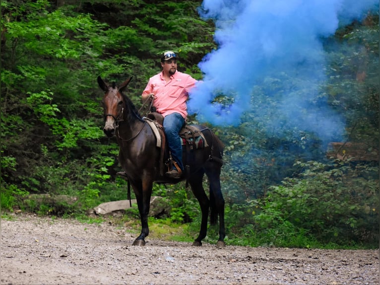 Mulo Giumenta 11 Anni 157 cm Baio ciliegia in Cleveland TN