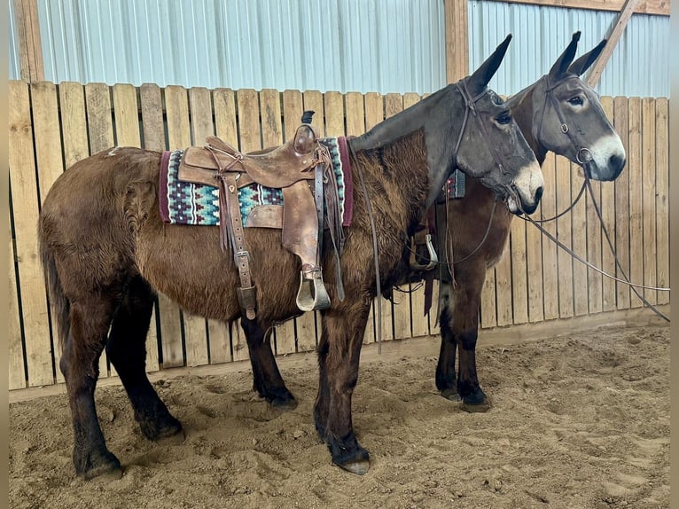 Mulo Giumenta 11 Anni 163 cm Baio ciliegia in Hastings