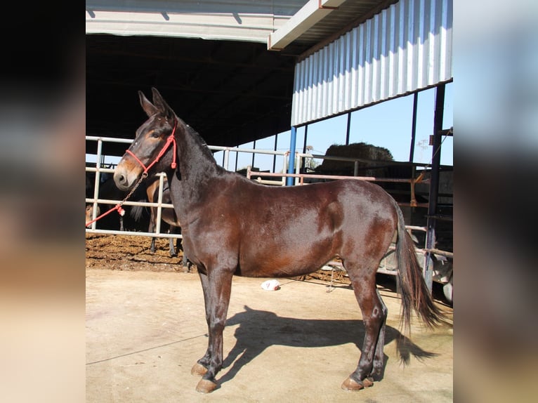 Mulo Giumenta 12 Anni 160 cm Baio scuro in Vejer de la Frontera