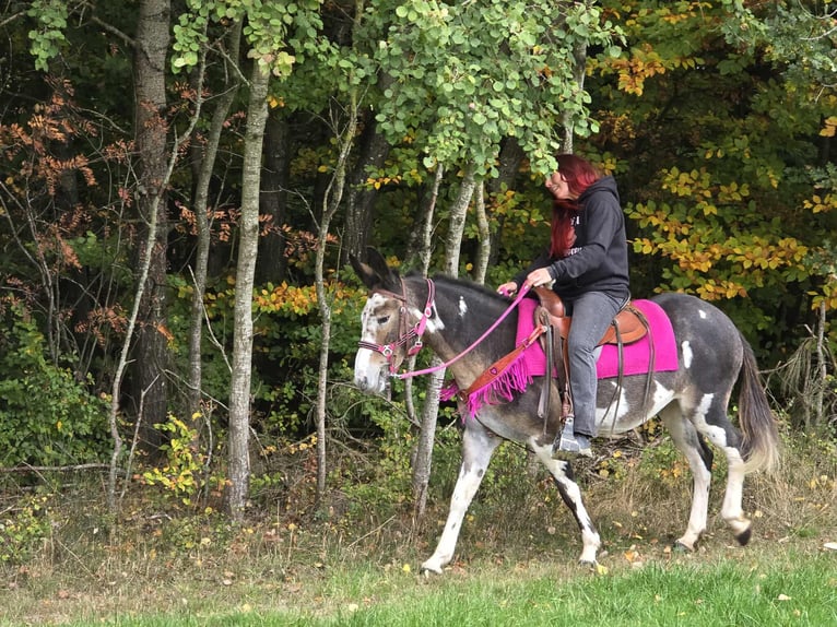 Mulo Giumenta 13 Anni 145 cm Pezzato in Linkenbach