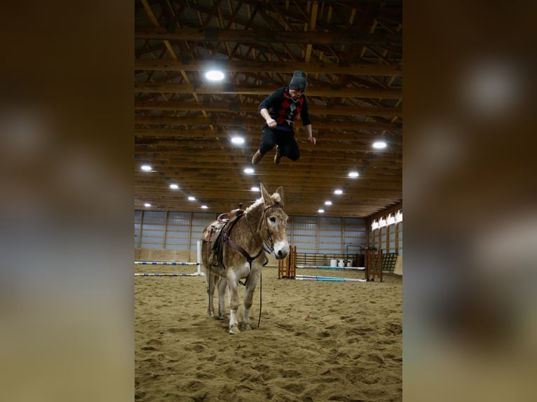 Mulo Giumenta 15 Anni 160 cm Sauro ciliegia in Howell MI