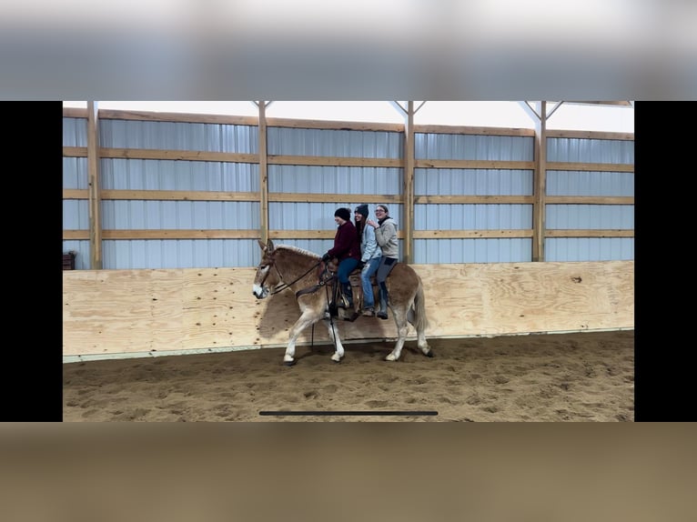 Mulo Giumenta 15 Anni 160 cm Sauro ciliegia in Howell MI