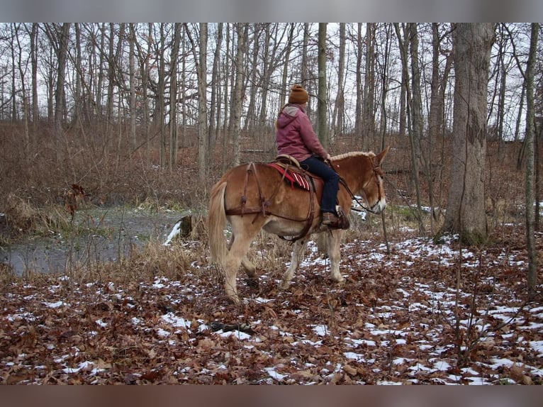 Mulo Giumenta 15 Anni 160 cm Sauro ciliegia in Howell MI