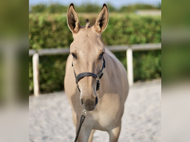 Mulo Giumenta 2 Anni 145 cm Falbo in Neustadt (Wied)