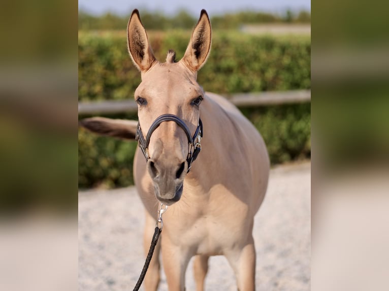 Mulo Giumenta 2 Anni 145 cm Falbo in Neustadt (Wied)