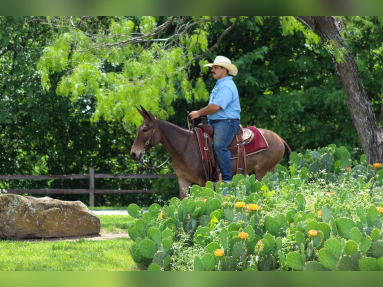 Mulo Giumenta 6 Anni 132 cm Falbo in Stephenville TX