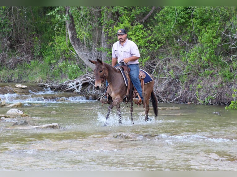 Mulo Giumenta 6 Anni 132 cm Falbo in Stephenville TX