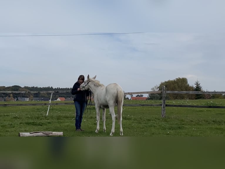 Mulo Giumenta 6 Anni 142 cm Cremello in Stavenhagen