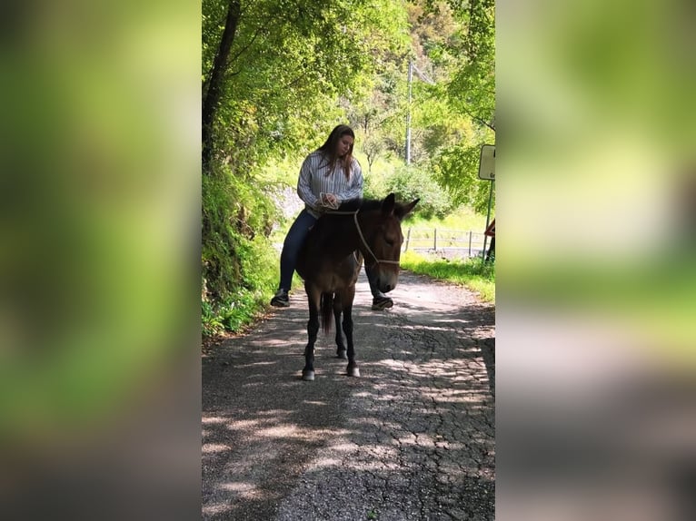 Mulo Giumenta 6 Anni 150 cm Baio in Grimacco