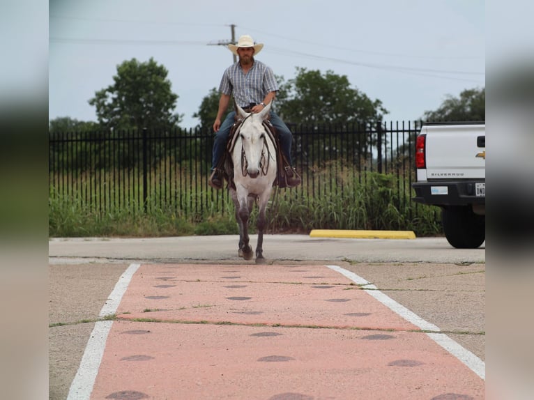 Mulo Giumenta 6 Anni 152 cm Grigio in Grand Saline, TX