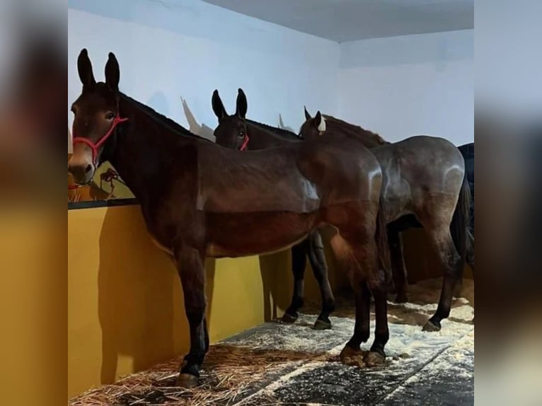 Mulo Giumenta 6 Anni 170 cm Grigio in Sabadell Mulo Giumenta 6 Anni 170 cm Grigio in Sabadell