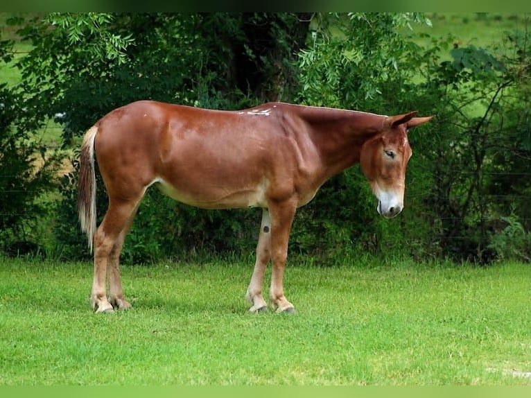 Mulo Giumenta 7 Anni 155 cm Sauro ciliegia in Whitesboro