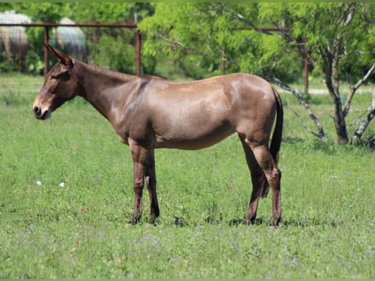 Mulo Giumenta 8 Anni 132 cm Grullo in Whitesboro