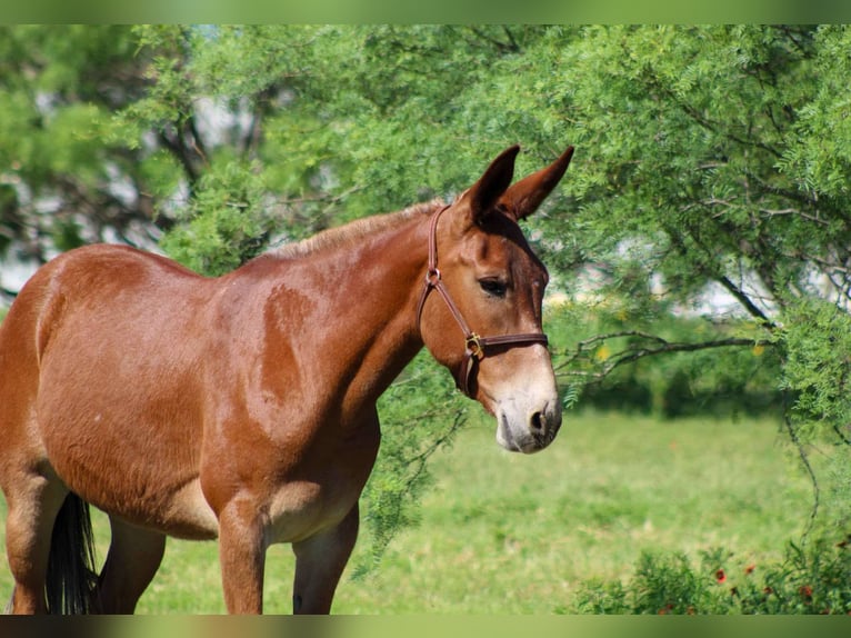 Mulo Giumenta 9 Anni 152 cm Sauro scuro in Stephenville TX