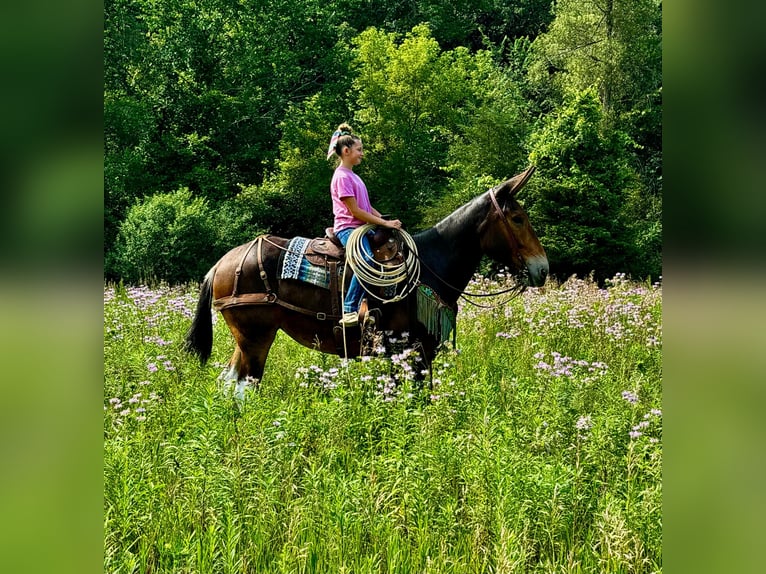 Mulo Giumenta 9 Anni 163 cm Baio ciliegia in Cannon Falls