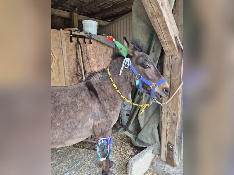 Mulo Stallone 11 Anni 110 cm Baio in Wiesloch