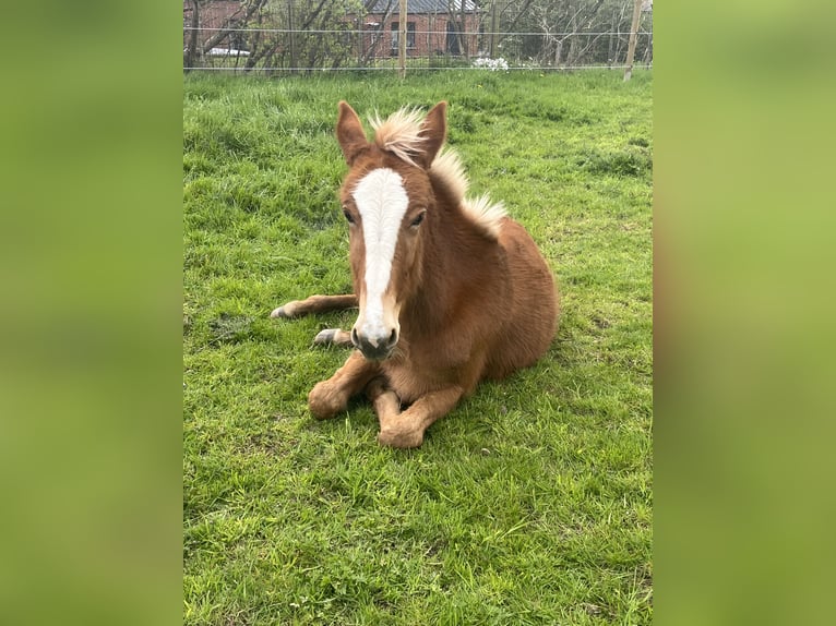 Mulo Stallone 4 Anni 145 cm Sauro scuro in Mettet