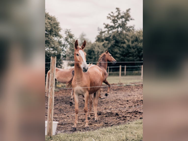 Mulo Stallone 4 Anni 145 cm Sauro scuro in Mettet
