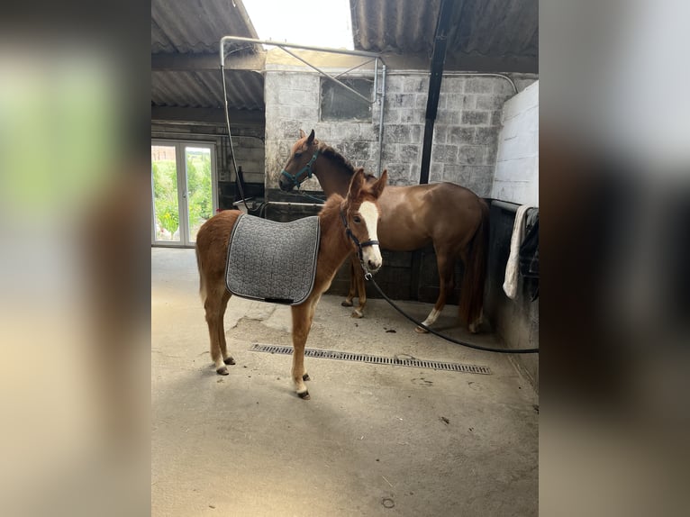 Mulo Stallone 4 Anni 145 cm Sauro scuro in Mettet