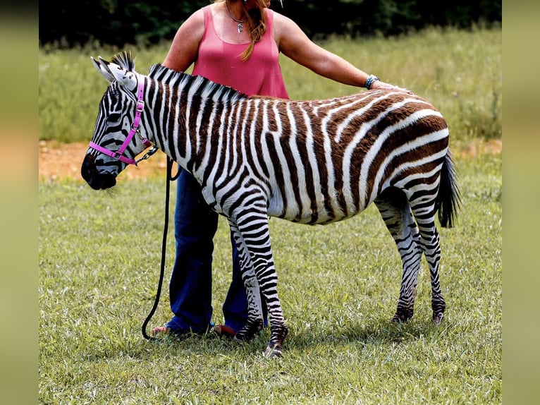 Mulo Stallone 9 Anni 122 cm Morello in Fairfield TX