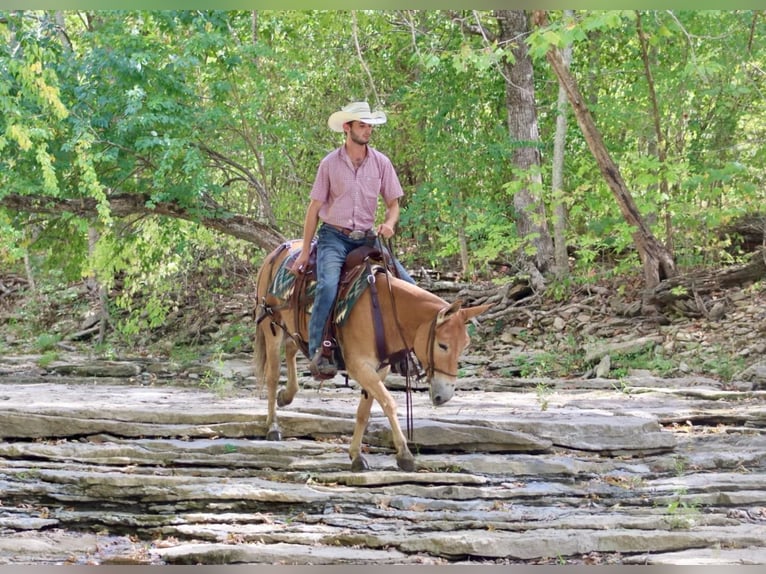 Mulo Yegua 10 años 142 cm in Brooksville KY