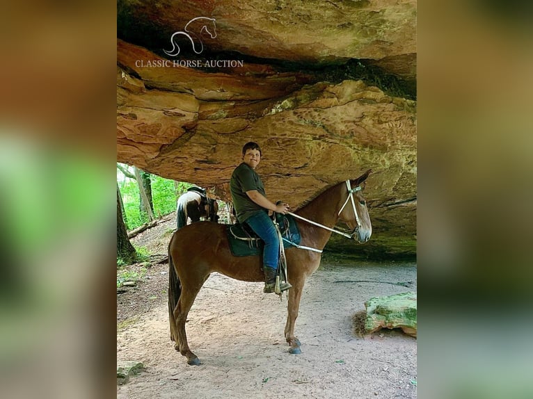 Mulo Yegua 10 años 163 cm Alazán-tostado in Winchester, KY