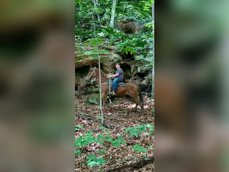 Mulo Yegua 10 años 163 cm Alazán-tostado in Winchester, KY