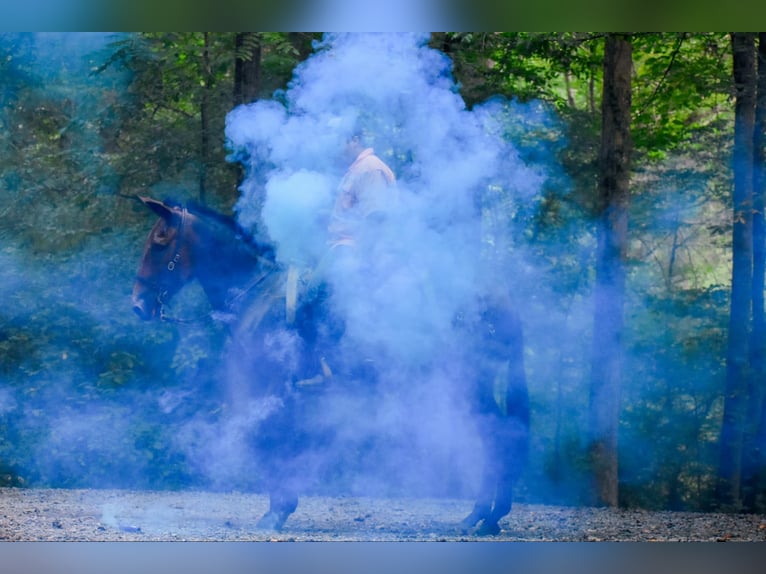 Mulo Yegua 11 años 157 cm Castaño rojizo in Cleveland TN