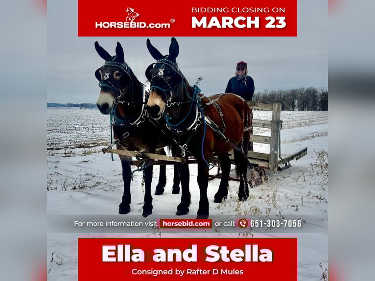 Mulo Yegua 11 años 163 cm Castaño rojizo in Hastings