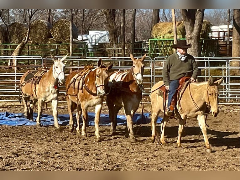 Mulo Yegua 12 años 142 cm Champán in Cannon Falls, MN