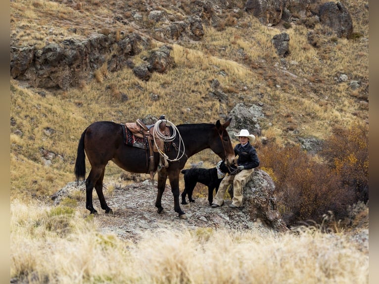 Mulo Yegua 13 años 150 cm Castaño-ruano in Caldwell