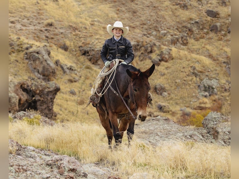 Mulo Yegua 13 años 150 cm Castaño-ruano in Caldwell