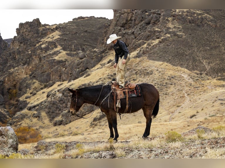 Mulo Yegua 13 años 150 cm Castaño-ruano in Caldwell