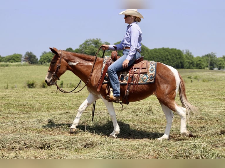 Mulo Yegua 15 años Alazán-tostado in Brooksville, KY