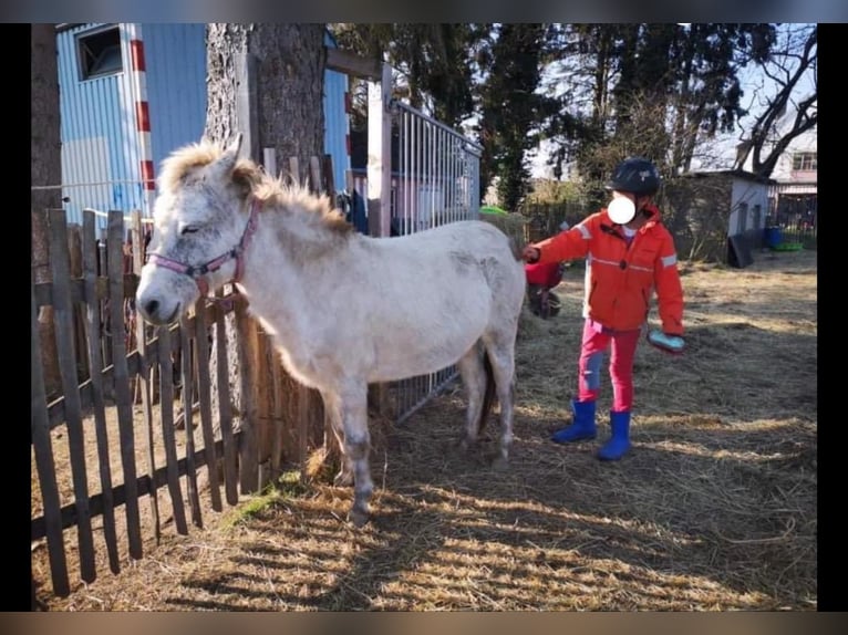 Mulo Yegua 19 años 120 cm Tordo in Gundelsheim