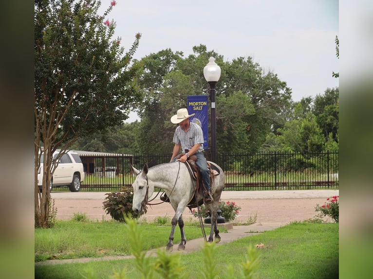 Mulo Yegua 6 años 152 cm Tordo in Grand Saline, TX