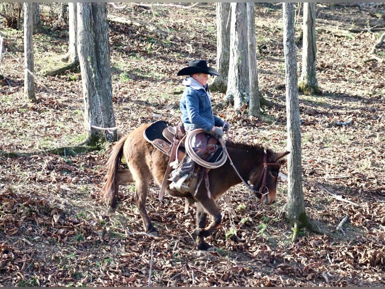 Mulo Yegua 8 años 97 cm Castaño rojizo in Brooksville KY