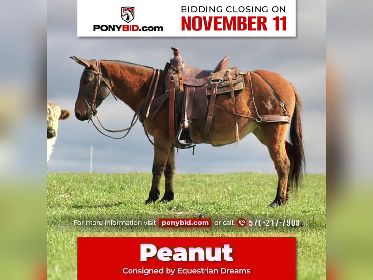 Mulo Yegua 9 años 137 cm Red Dun/Cervuno in Rebersburg