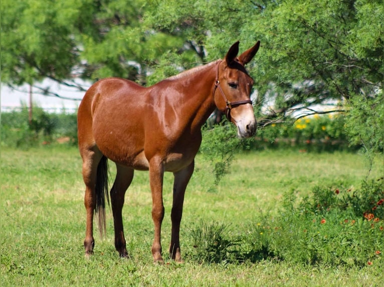Mulo Yegua 9 años 152 cm Alazán-tostado in Stephenville TX