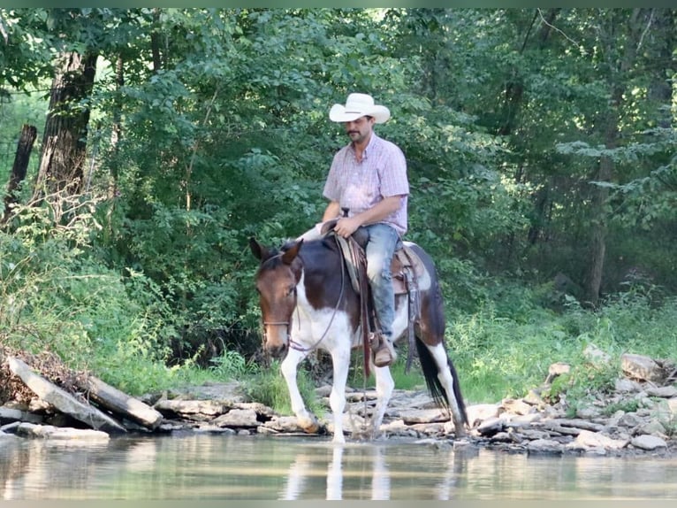 Mulo Yegua 9 años in Brooksville Ky