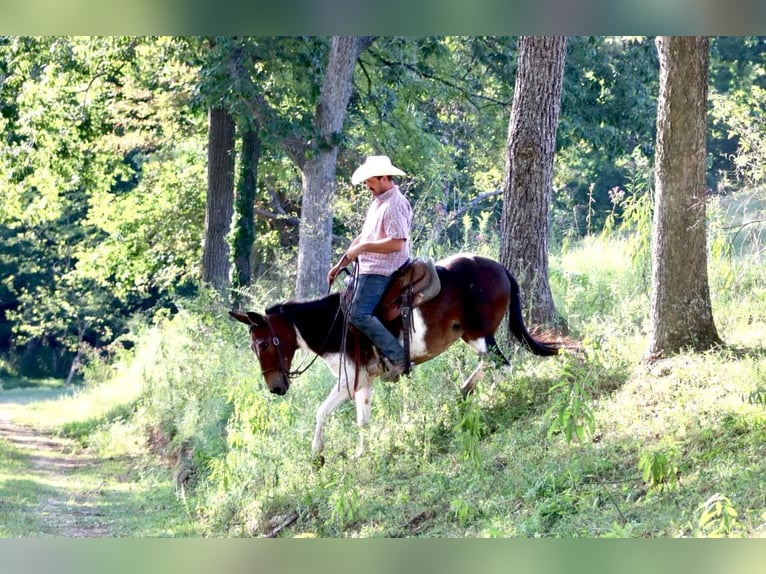 Mulo Yegua 9 años in Brooksville Ky