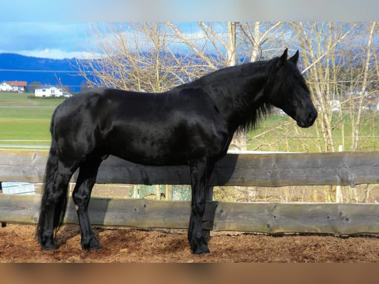Murgese/caballo de las Murgues Caballo castrado 10 años 155 cm Negro in Patersdorf