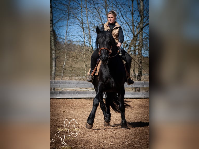 Murgese/caballo de las Murgues Caballo castrado 10 años 155 cm Negro in Patersdorf