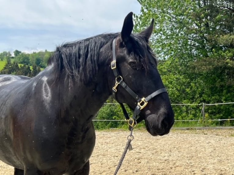 Murgese/caballo de las Murgues Caballo castrado 10 años 164 cm Negro in Straß