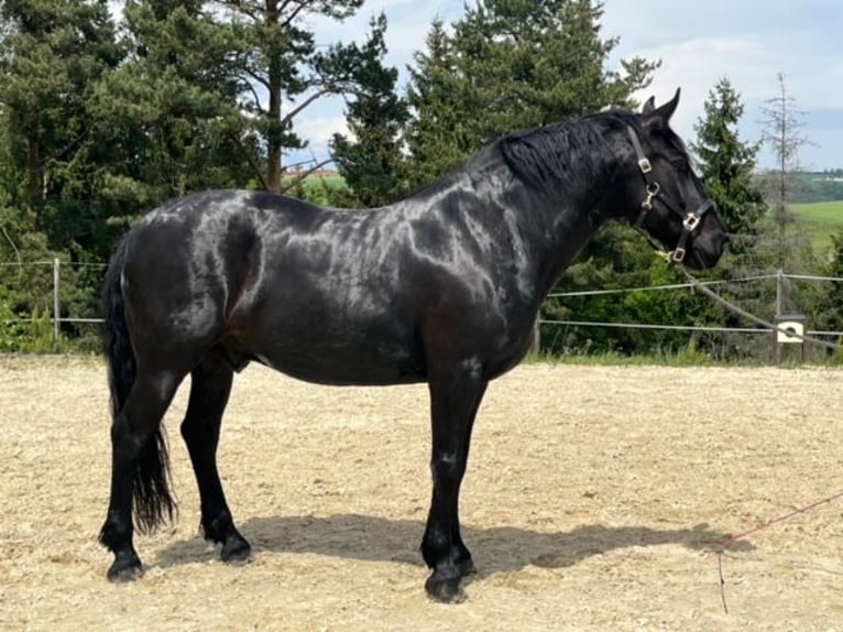 Murgese/caballo de las Murgues Caballo castrado 10 años 164 cm Negro in Straß