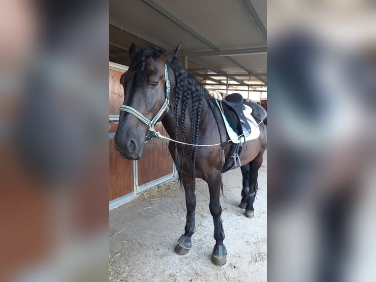 Murgese/caballo de las Murgues Caballo castrado 11 años 168 cm Negro in VILLAVERLA