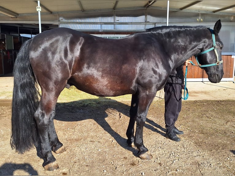 Murgese/caballo de las Murgues Caballo castrado 11 años 168 cm Negro in VILLAVERLA